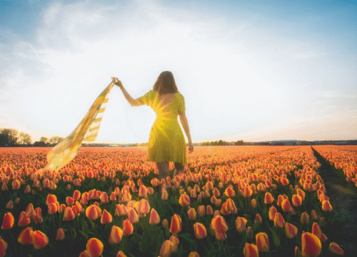 The Tulip Season Magic 2026: How Srinagar Turns Into a Living Painting