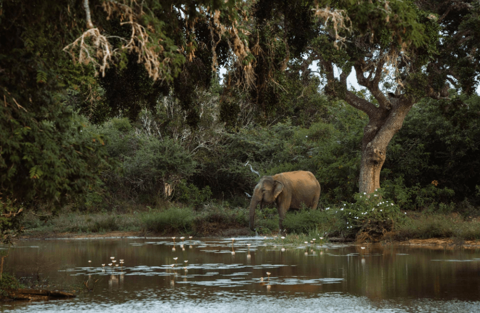 Places to Visit in Sri Lanka